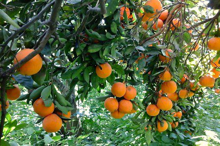 Le Arance Di Ribera Dell Amico Ganduscio Dall Aranceto A Casa Mia Emoticibo